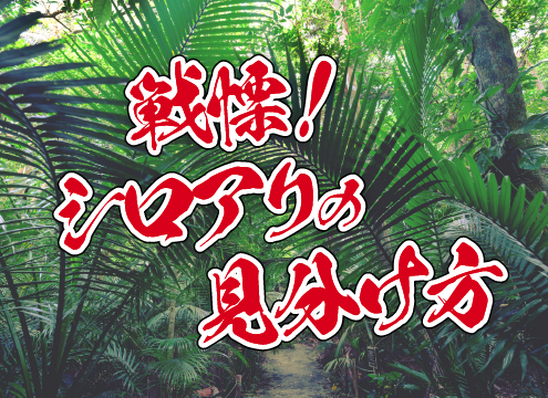 ⽻アリの⾒分け⽅