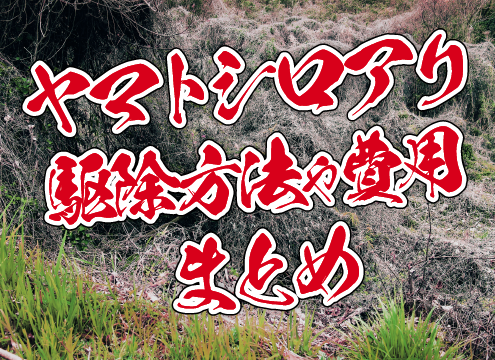ヤマトシロアリの駆除⽅法や費⽤