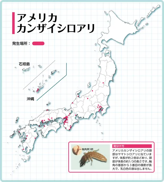 アメリカカンザイシロアリの生息地域