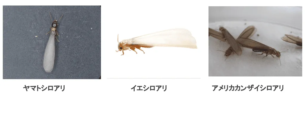 イエシロアリ、ヤマトシロアリ、アメリカカンザイシロアリの見た目