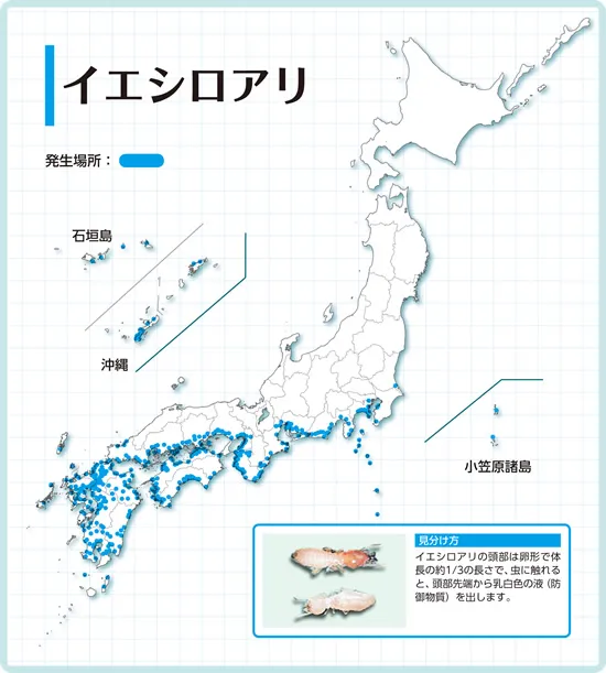 イエシロアリの生息地域