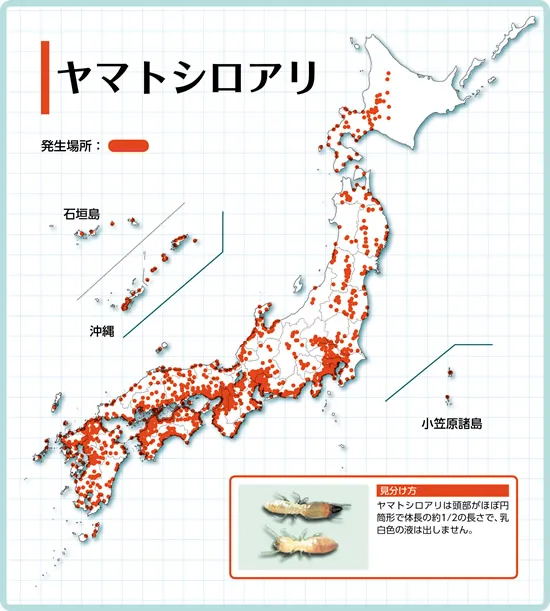 ヤマトシロアリの生息地域